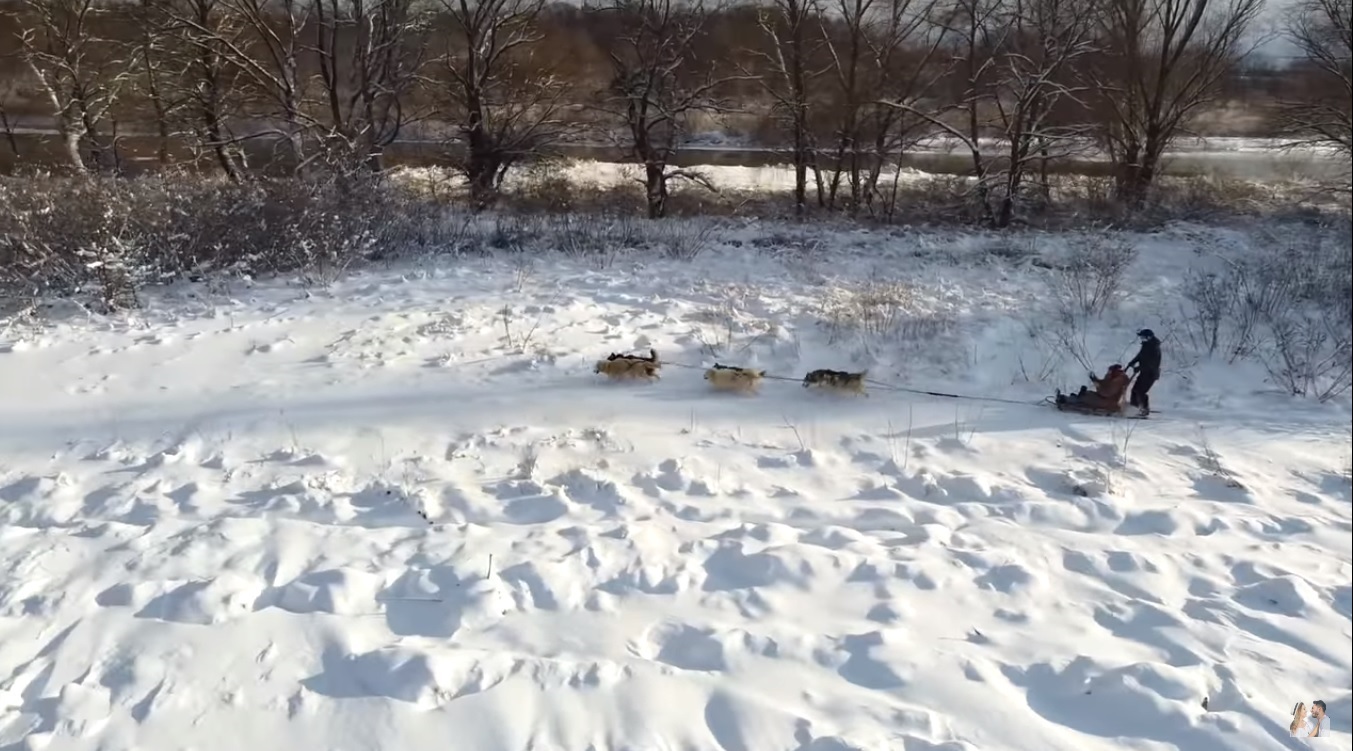 Катание в собачьей упряжке и настоящий вигвам: украинскую Лапландию показали на видео